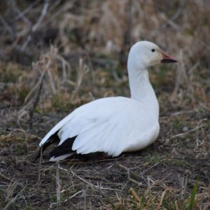 snow geese 7 snow geese 7